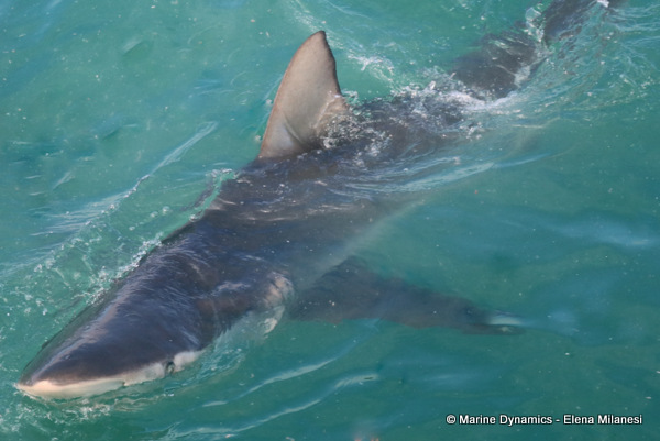 Bronze Whaler shark, South Africa 